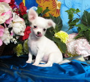 Pure Breed Chuihuahua puppies For Sale