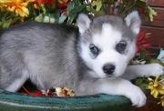 Blue eyes siberian husky puppies available